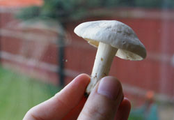 st-georges-mushroom