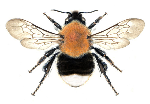 bombus-hypnorum bombus-hypnorum