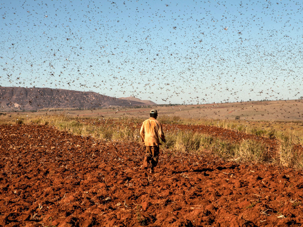 locusts