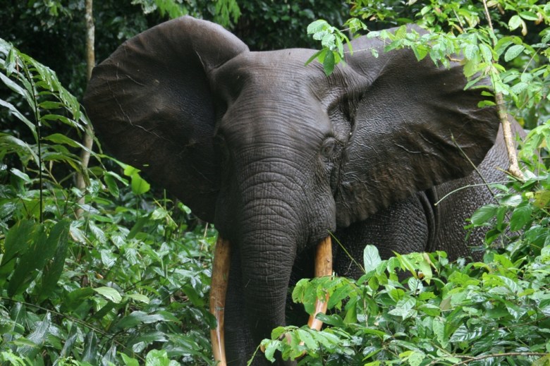 Forest elephant congo