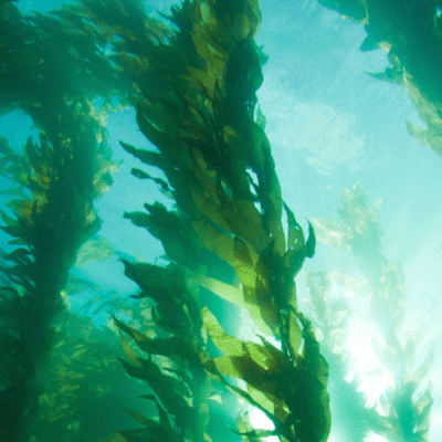 A fisherman turned ocean&nbsp;farmer