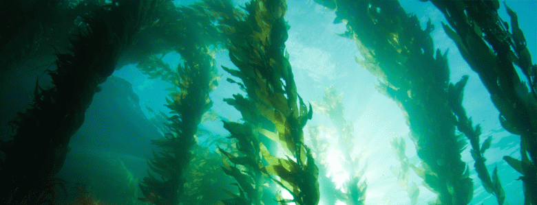 10 different uses for&nbsp;seaweed