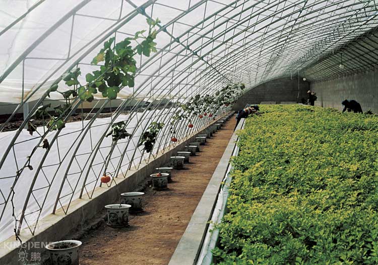 Building of the week – the passive solar greenhouse – The Earthbound Report