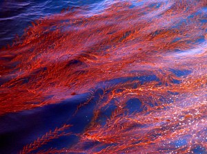algal-bloom-red-tide