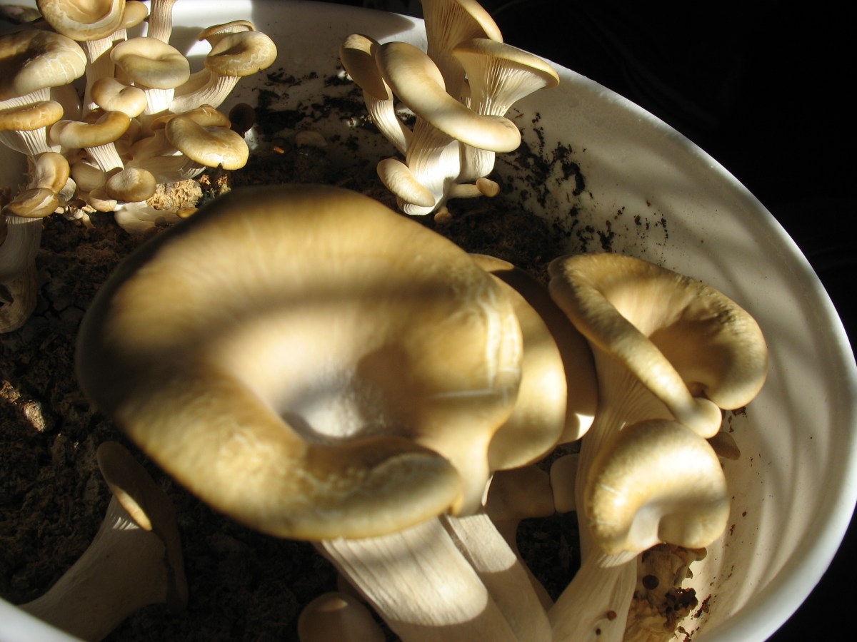 Growing mushrooms on&nbsp;coffee