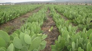 prickly pear