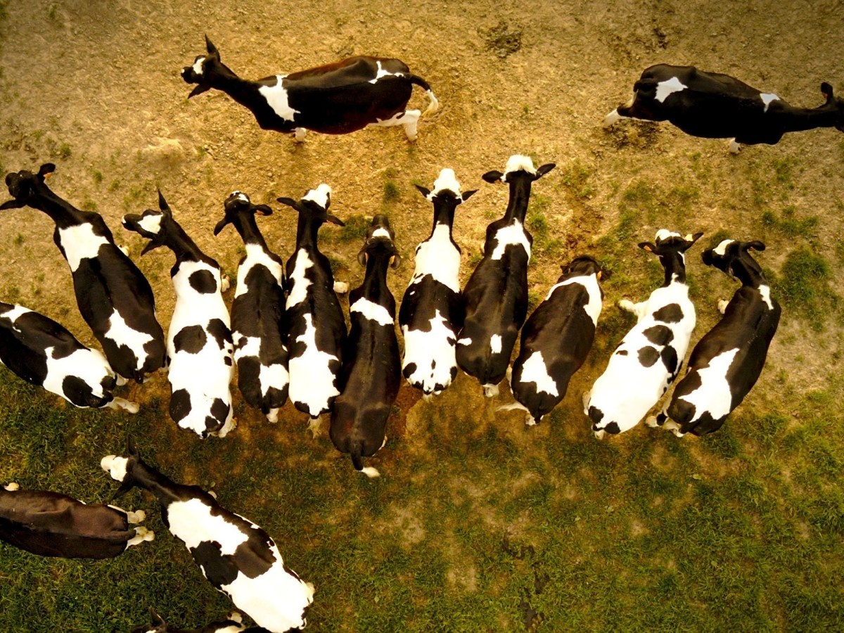 Local food vs eating less&nbsp;meat