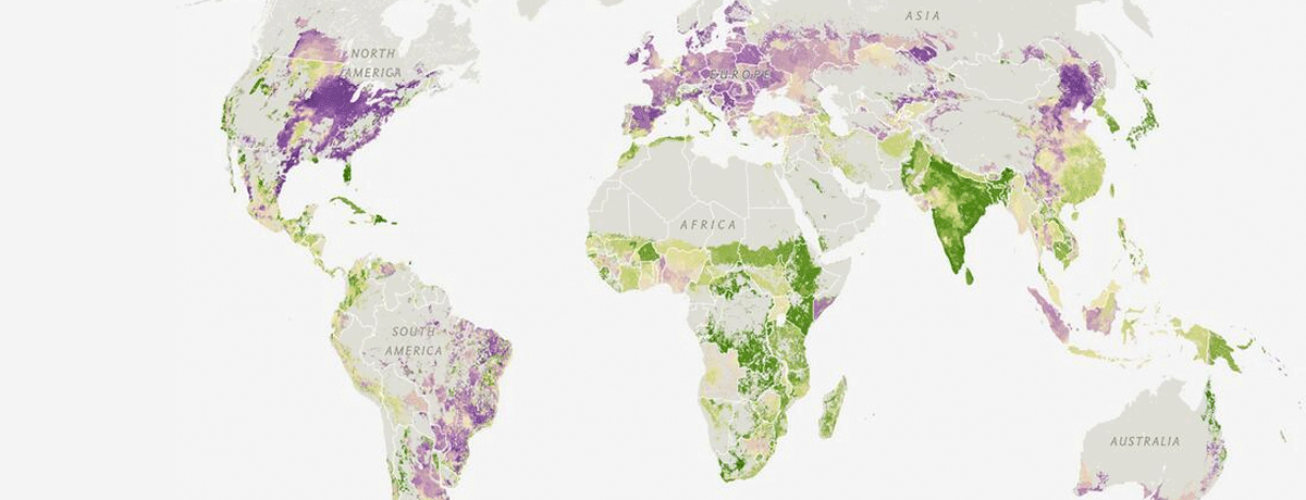 How much of the world’s food is grown for people? – The Earthbound Report