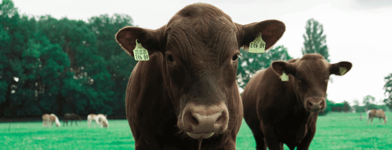 Can seaweed farming curb the climate impact of&nbsp;beef?