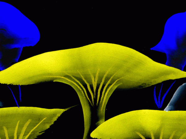 Book review: Entangled Life, by Merlin&nbsp;Sheldrake