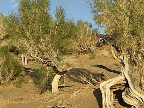 From sea to desert to&nbsp;forest