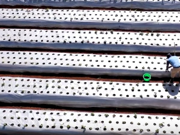 Insect farming in a circular&nbsp;economy