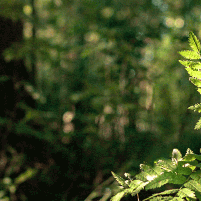 The companies offsetting their entire&nbsp;existence