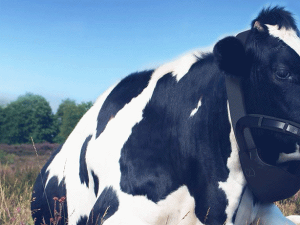 So, methane-catching face masks for&nbsp;cows?