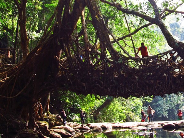 Living bridges and botanical&nbsp;architecture