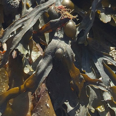 Ocean farming for Carbon&nbsp;Kapture