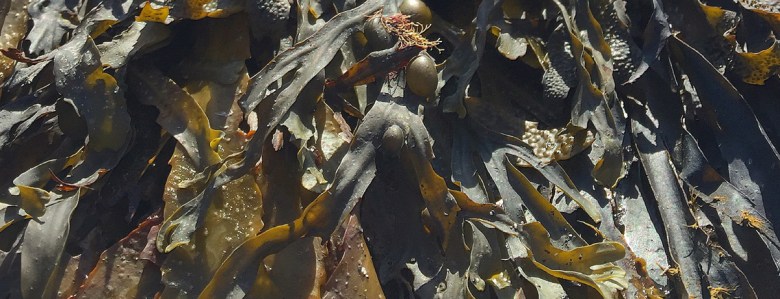 Ocean farming for Carbon&nbsp;Kapture