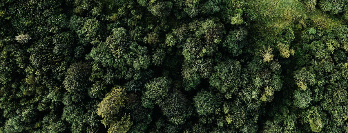 Who leads the world in carbon drawdown from&nbsp;forests?
