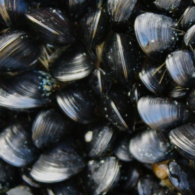 Ocean farming in community sea&nbsp;gardens