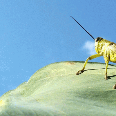 Citizen science with Bugs&nbsp;Matter