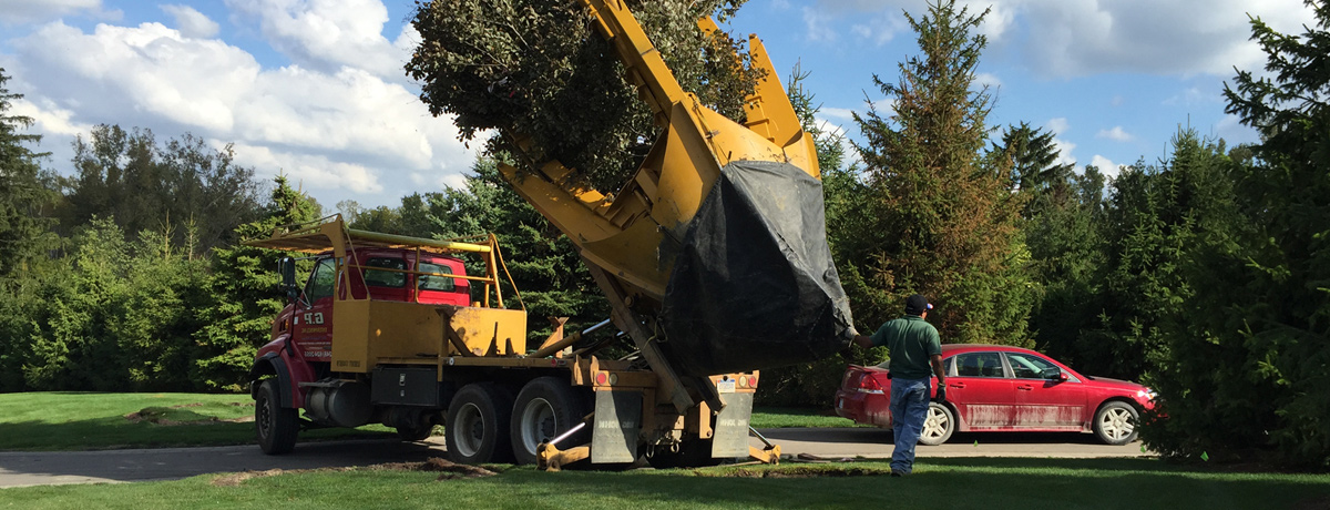 How and when to move a tree – The Earthbound Report