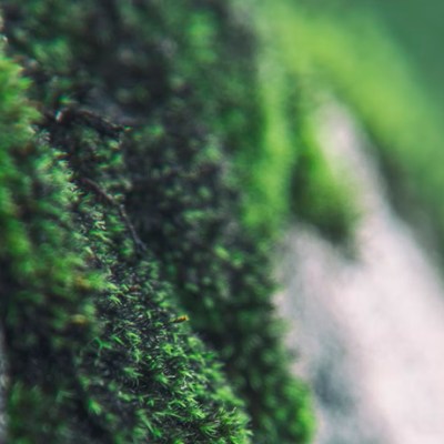 Greening the city with moss&nbsp;walls