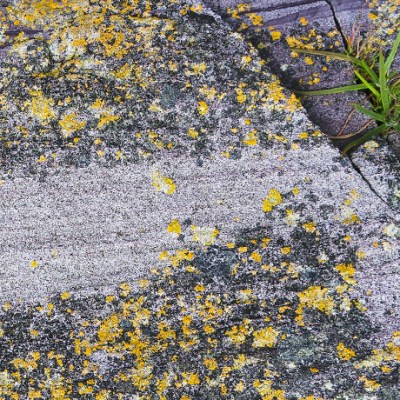 What will it take to restore Britain’s&nbsp;biodiversity?