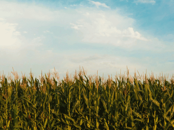 It’s not solar that competes with&nbsp;farmland