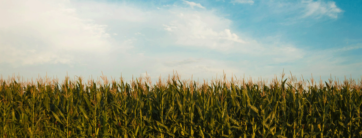 It’s not solar that competes with&nbsp;farmland