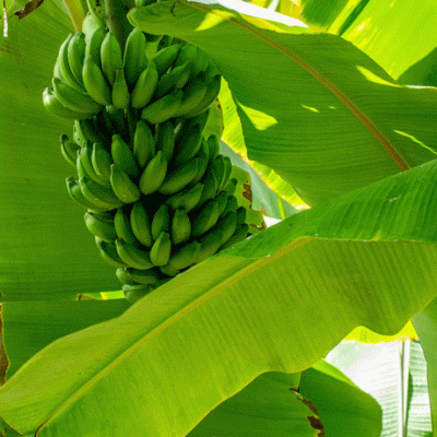 How Fyffes is adopting regenerative&nbsp;agriculture