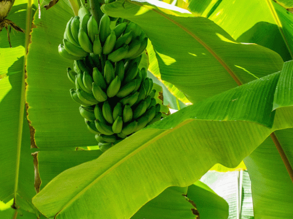 How Fyffes is adopting regenerative&nbsp;agriculture