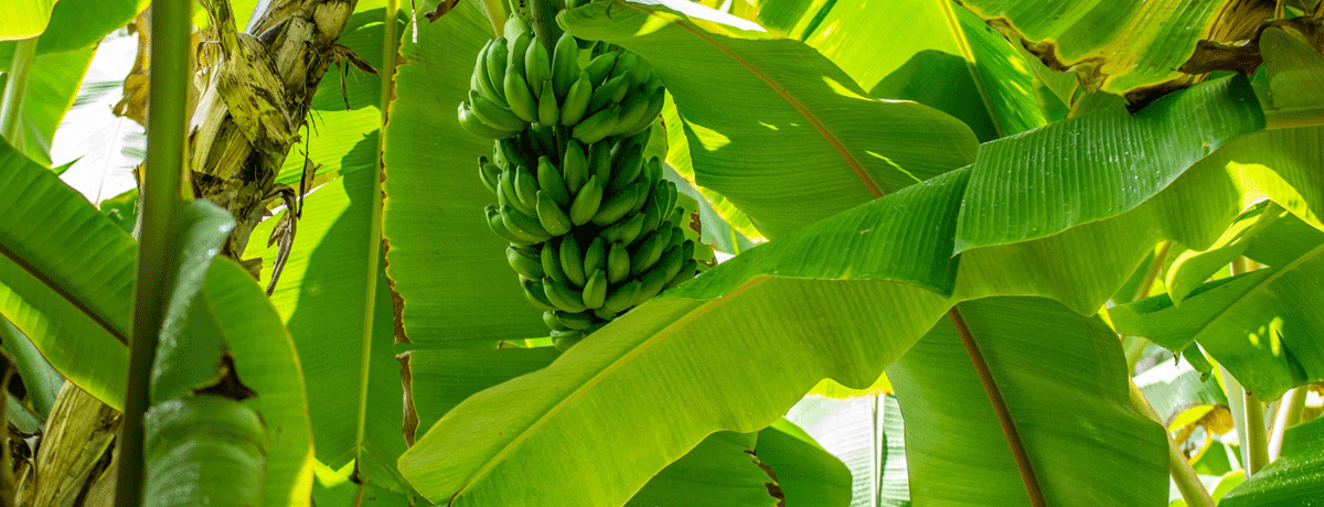 How Fyffes is adopting regenerative&nbsp;agriculture
